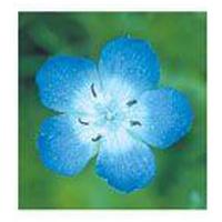 BABY BLUE Eyes FES kalifornische Blütenessenz Tro. product image