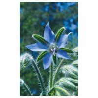 BORAGE FES kalifornische Blütenessenz Tropfen product image