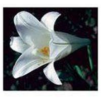 EASTER Lily FES kalifornische Blütenessenz Tropfen product image