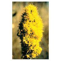 GOLDENROD FES kalifornische Blütenessenz Tropfen product image
