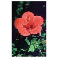 HIBISCUS FES kalifornische Blütenessenz Tropfen product image