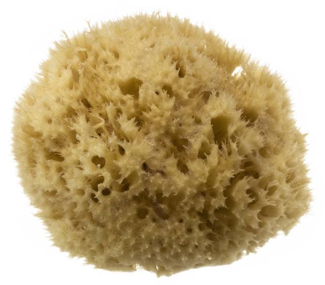 Hydrea London Honeycomb Sea Sponge product image