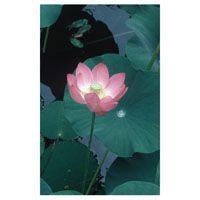 LOTUS FES kalifornische Blütenessenz Tropfen product image
