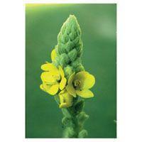 MULLEIN FES kalifornische Blütenessenz Tropfen product image