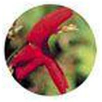 SCARLET Monkeyflower FES kaliforn.Blütenessen Tro. product image