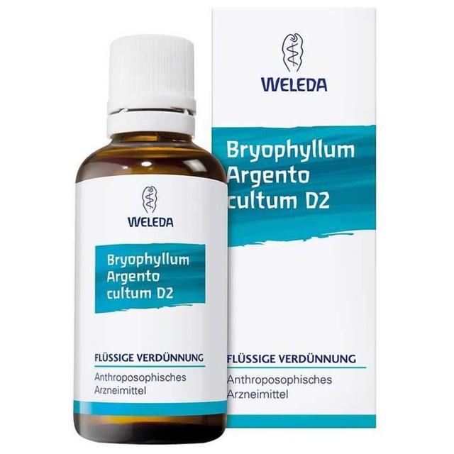 BRYOPHYLLUM ARGENTO cultum D 3 Dilution product image